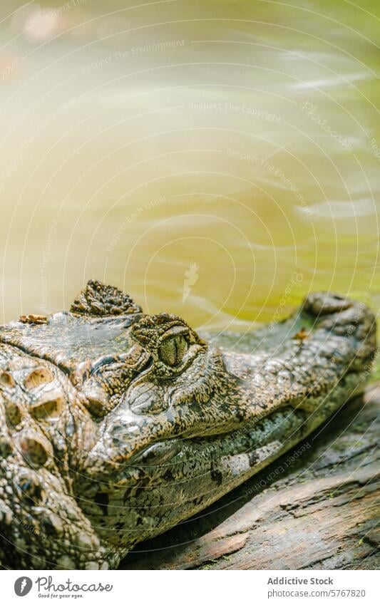 Close-up of a Spectacled Caiman in Costa Rican Waters spectacled caiman costa rica close-up reptile water camouflage texture skin eye natural habitat wildlife