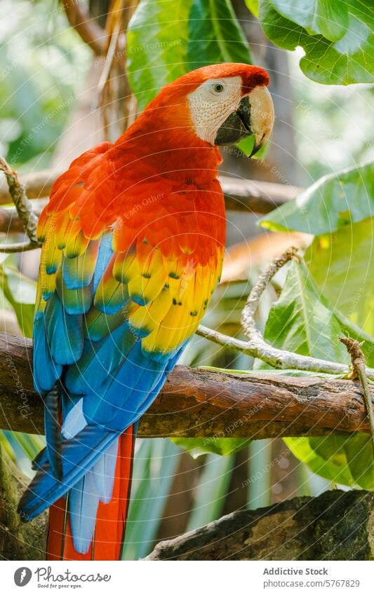 Vibrant Scarlet Macaw Perched in Costa Rican Jungle scarlet macaw ara macao costa rica bird rainforest jungle perch branch wildlife exotic tropical vibrant red