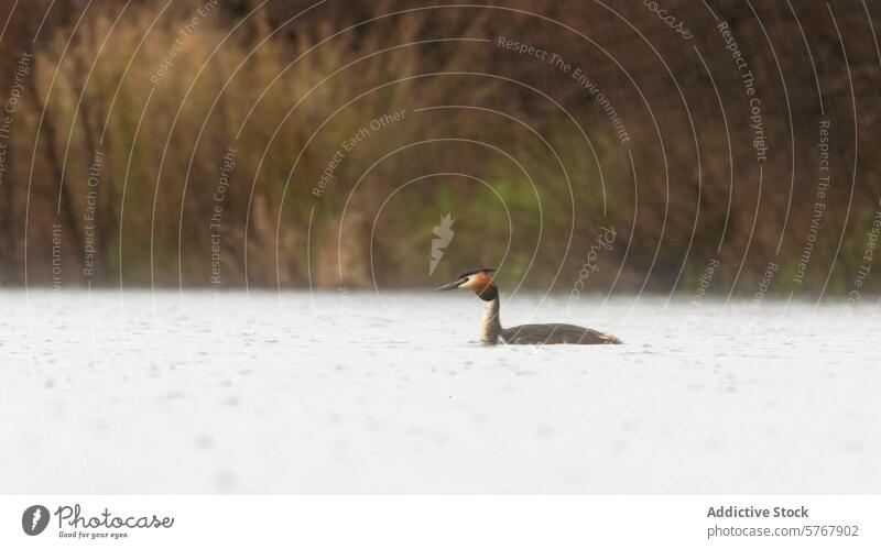 Solitary great crested grebe in tranquil waters bird swim mist fog solitary wildlife nature reed background blurred lake pond reflection feather beak outdoor