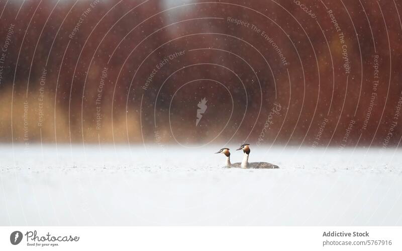 Pair of Great Crested Grebes in a Snowy Landscape great crested grebe bird wildlife nature snow winter lake water serene calm peaceful pair together cold white