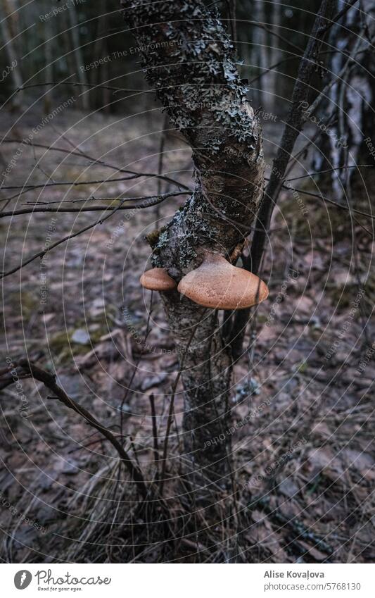 mushroom birch with mushroom on it woods leaves forest Nature fungus Mushroom agaric mushroom Mushroom cap Colour photo