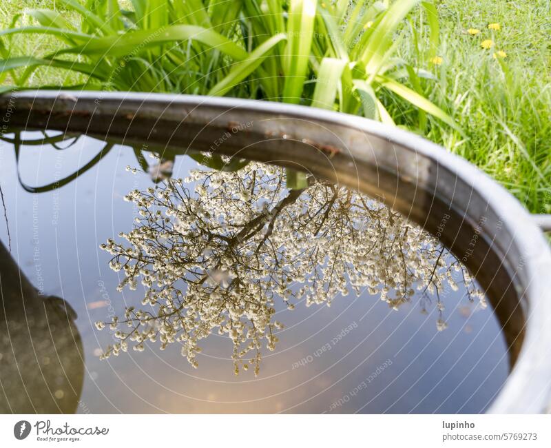 Blossoming cherry tree reflected in the water of a zinc tub Cherry tree blooms reflection Zinc tub Old Water Spring Garden Grass Dandelion out Meadow Tree
