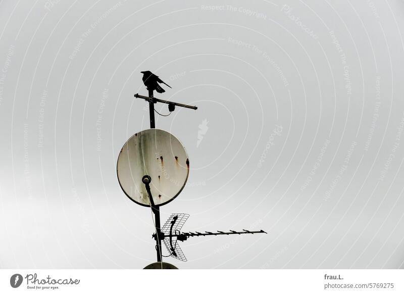 Crow in the wind Sit Bird Day Sky Gray Winter bowl Antenna Raven Bird windy Animal