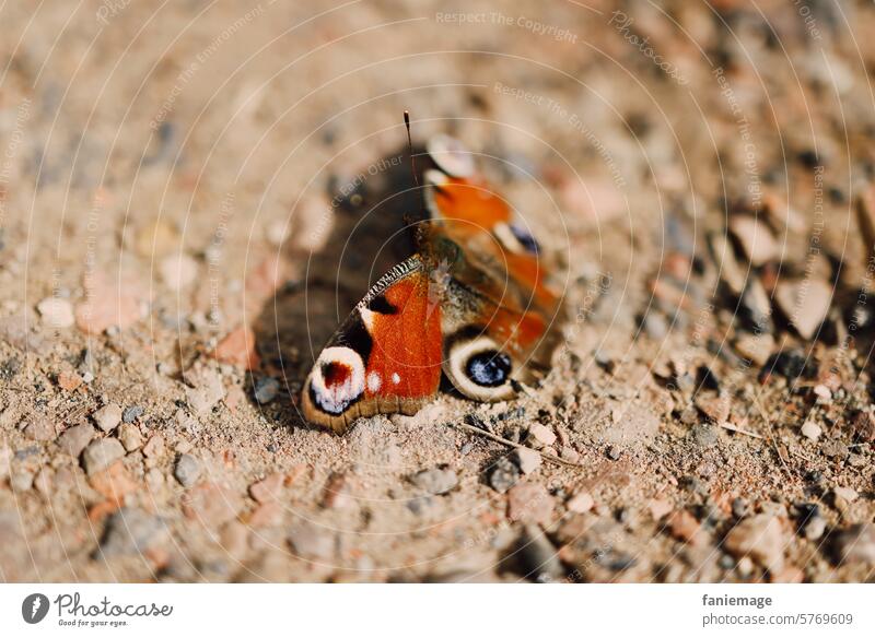 Pfauenauge auf dem Weg Schmetterling Frühling Frühlingsgefühle Wege Kiesel Kiesweg Spaziergang Detail Insekt schön Auge Farben Wunder Wunderbar stillhalten