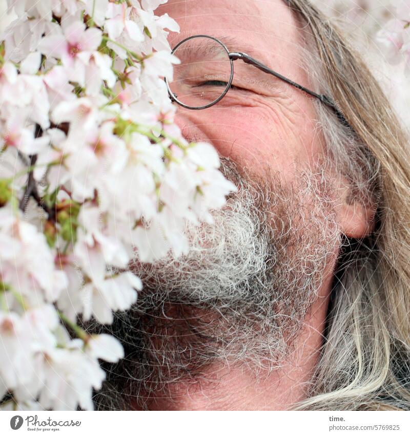 a line of cherry fragrance Man portrait Eyeglasses contented Closed eyes fragrances To enjoy cherry blossom blossoms Long-haired Beard fortunate