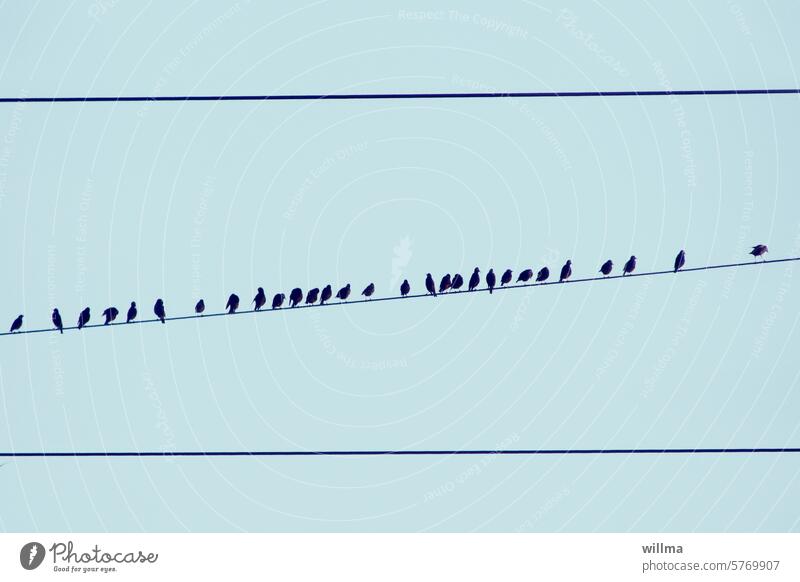 The Photocase Stromspatzen Starling Stare Transmission lines birds Migratory birds songbird power line Overhead line gather sb.