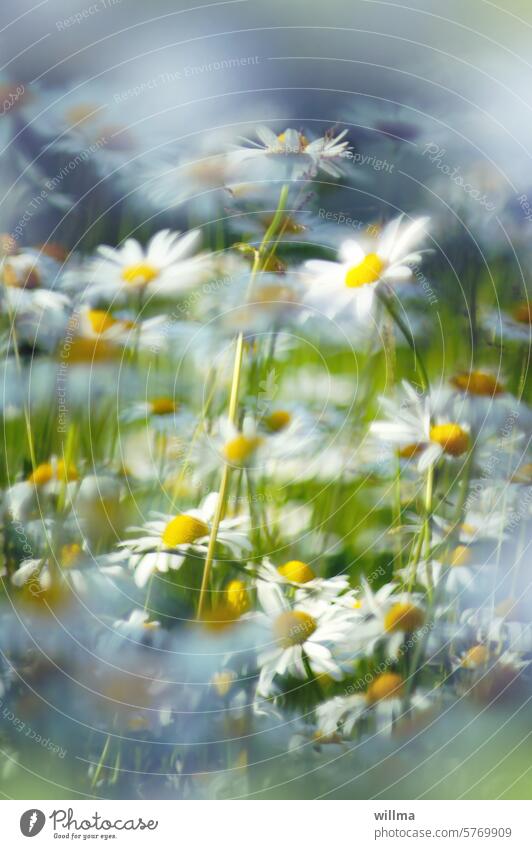 The dream of the daisy meadow Flower meadow Meadow flowers Summerflower summer meadow meadow flowers marguerites wild flowers medicinal plant Wild plant Summery