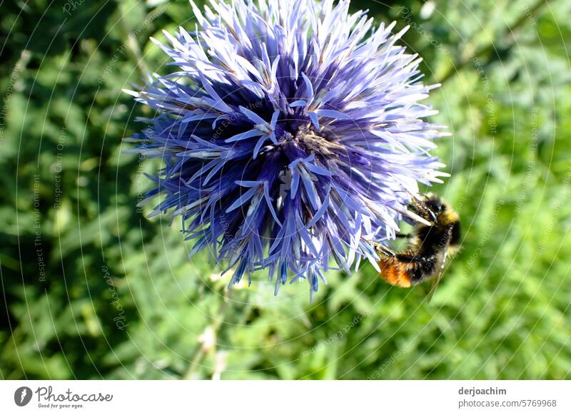 A bee visit to a beautiful globe thistle surrounded by greenery. Deserted Colour photo Summer Insect Thorny Exterior shot Flower Neutral Background Blossom