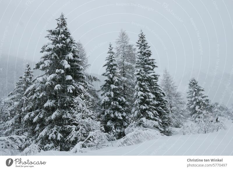 winter dream Winter firs Snow Cold snowy Virgin snow onset of winter White Winter mood Winter's day snow-covered fir trees Snowscape winter landscape chill