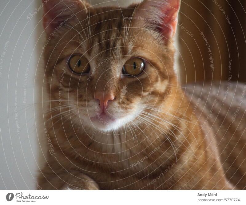 Cat Milo's stare Looking Snapshot Pelt Gaze nikonic House (Residential Structure) animals Love Friendship