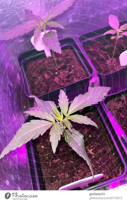 Cannabis cultivation at home begins... | Small cannabis plants under LED light Hemp legal Hemp farming rearing seedling led lamp Alternative Plant legalize