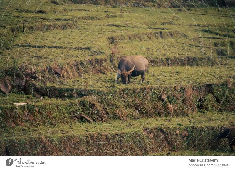 A water buffalo grazing peacefully in the terraced rice field in the rural countryside in Lao Cai Village in Sa pa, Vietnam lao cai village sa pa vietnam animal