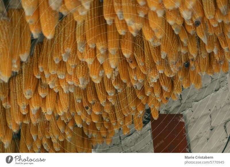 Ears of golden corn cobs hanging in clusters from the pantry ceiling hinting at the abundance of the harvest season and candid moments of agricultural rural life