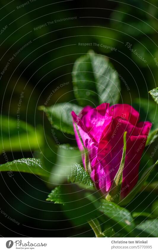 a beautiful pink flower of the potato rose / Rosa rugosa wild rose Sylt rose Rugosa rose pink rugosa Rose blossom Green come into bloom Spring early summer