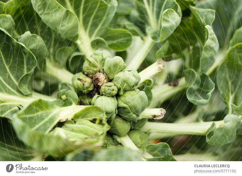 Brussels sprouts starting to rot Vegetable Close-up Vegetarian diet Agricultural crop Nutrition