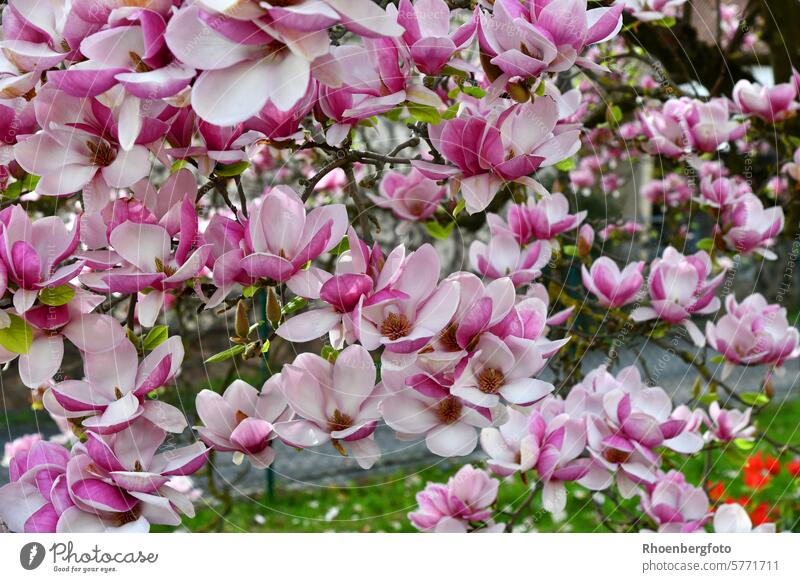 Flowering tulip magnolia - a pink beauty! Magnolia plants shrub Blossom blossom Pink Fragrance Spring April Garden Plant woody Magnolia blossom Magnolia tree