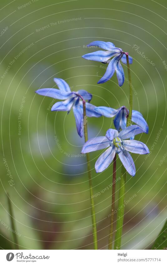 blue star scilla Szilla Ornamental plant asparagus plant Flower Blossom Spring flowering plant Onion plant inflorescence Worm's-eye view Close-up