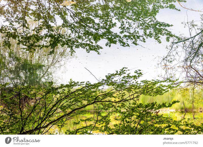 two ǝƃıǝʍz Twigs and branches Reflection Peaceful tranquillity Environment Plant Relaxation Idyll Delicate Romance Calm Lake Water Nature Summer
