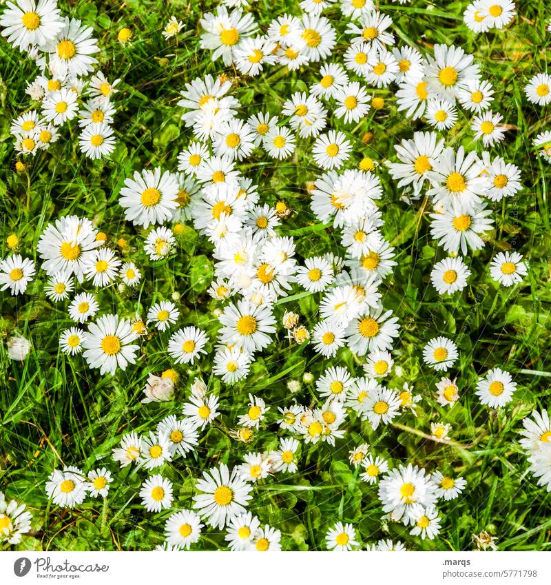 summer meadow Nature Spring Flower Daisy Meadow blossom Growth vitality Blossoming Flower meadow Wild pretty Green Wild plant Meadow flower Floral white daisies