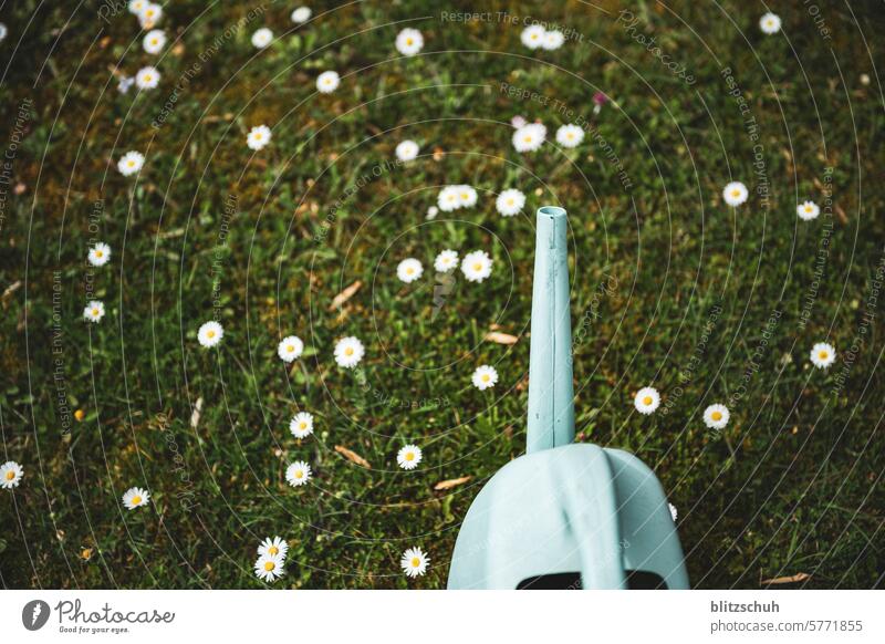 Watering can with daisies Marguerite daisy meadow Marguerite Blossom marguerites Flower Nature Summer White Plant Blossoming Yellow Spring Meadow Colour photo