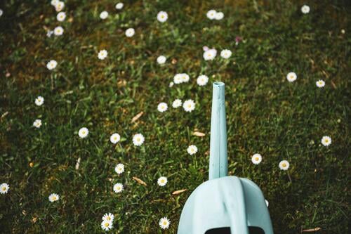 Watering can with daisies Marguerite daisy meadow Marguerite Blossom marguerites Flower Nature Summer White Plant Blossoming Yellow Spring Meadow Colour photo