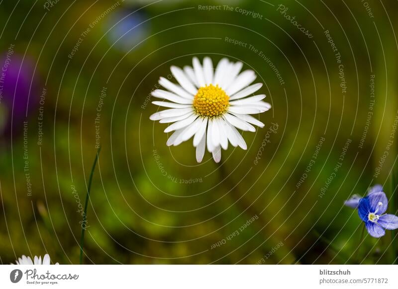 The daisy takes center stage Marguerite daisy meadow Marguerite Blossom marguerites Flower Nature Summer White Plant Blossoming Yellow Spring Meadow
