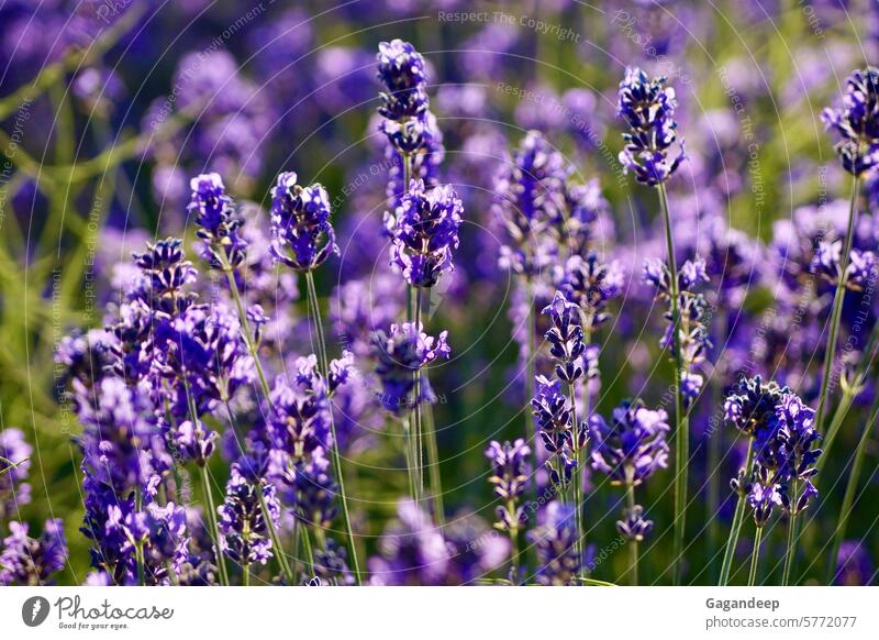 Lavender field full of lavenders. Lavender flower field Flowers lavender Nature Violet lavender scent