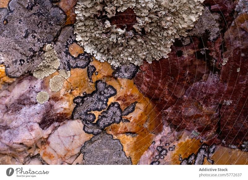 Quartz and silica rock textures with colorful nickel formations quartz mineral pattern close-up vibrant intricate geology lichen earth stone natural detail