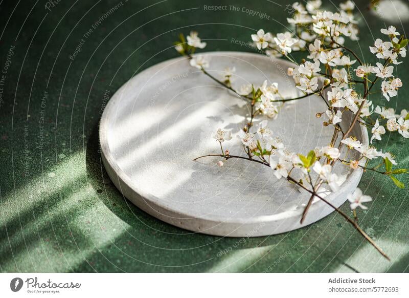 Serene springtime cherry blossoms on concrete plate sunlight shadow textured green background tranquil composition serenity soft floral nature branch flowering