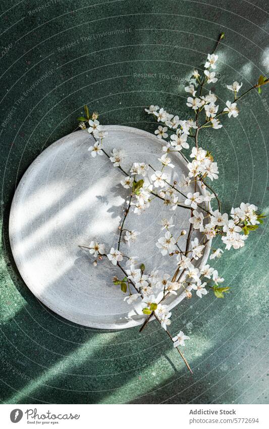 Cherry blossoms on ceramic plate with shadow play cherry blossom light texture serene delicate arrangement soft playful bathed spring flora botanical nature