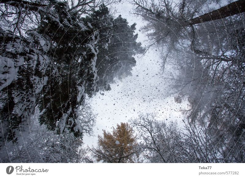 snow flurries Relaxation Winter Environment Nature Ice Frost Hail Snow Snowfall Adventure Climate Snowstorm Forest Treetop Colour photo Subdued colour