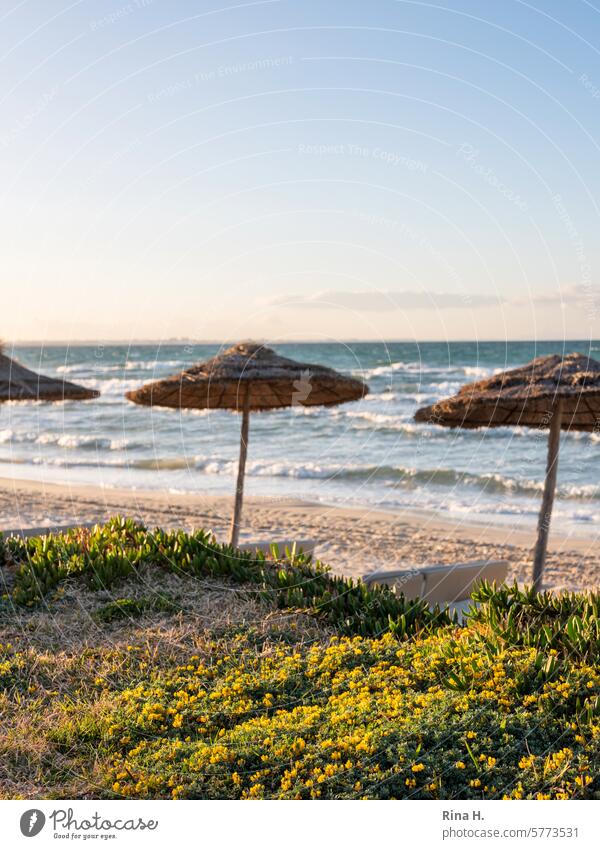 Wind am menschenleeren Mittelmeerstrand Djerba Tunesien Mediterranean sea windy Beach springtime parasol Vacation & Travel color image