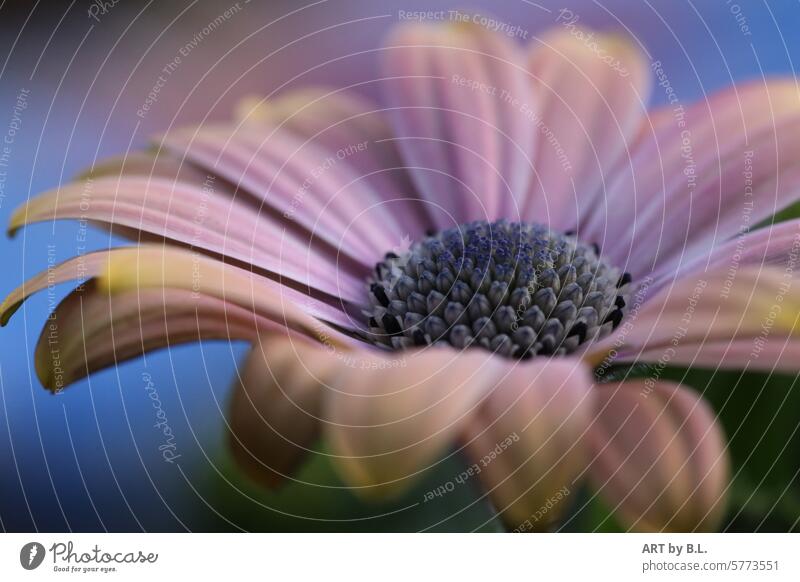 Open and beautiful to look at Flower Garden Species of the genus Osteospermum Cape basket Blossom bud Close-up
