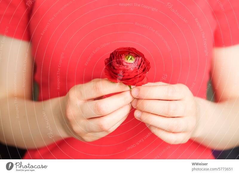 The girl in the red shirt holds a red flower Flower hands Girl Child Young woman blurriness Fingers Gift Joy Donate gesture Little something