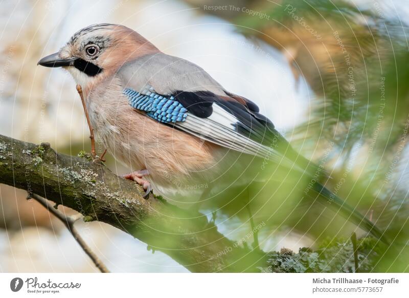 Jay in the tree Garrulus glandarius Animal face Head Beak Eyes Grand piano Feather Claw Plumed Bird Tree Twigs and branches Looking Wild animal Nature Observe
