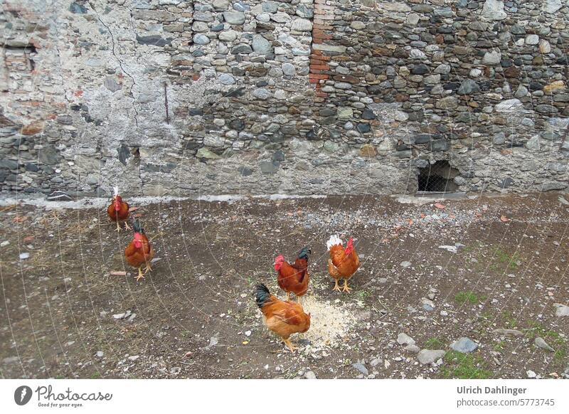 5 brown chickens pecking in front of a gray natural stone wall fowls Farm Agriculture organic Poultry animals filing Species-appropriate Keeping of animals