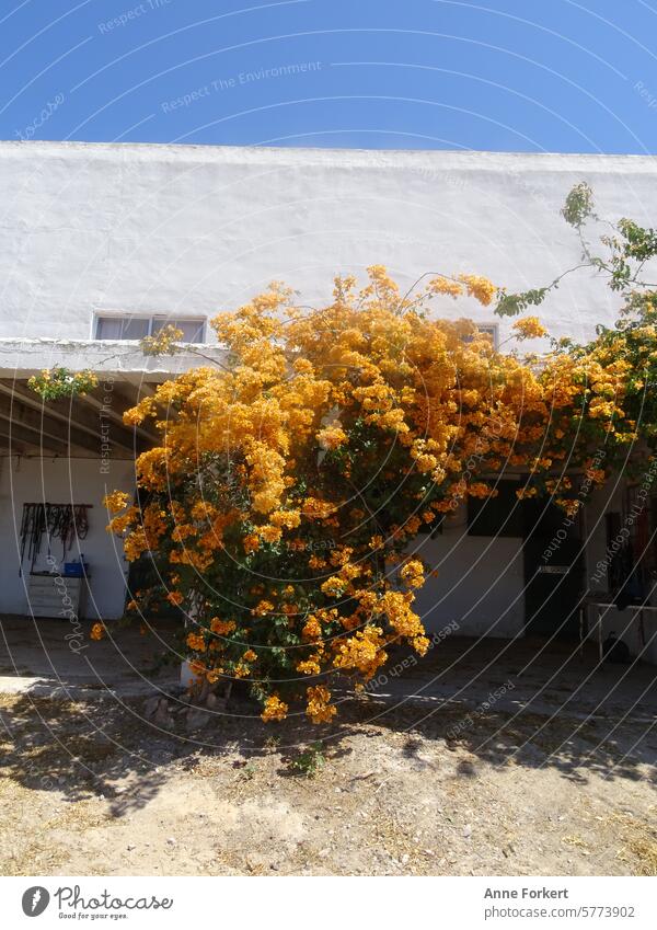Yellow flowers climbing up a white wall. Mediterranean Flower House (Residential Structure) Blossom Blossoming White Nature