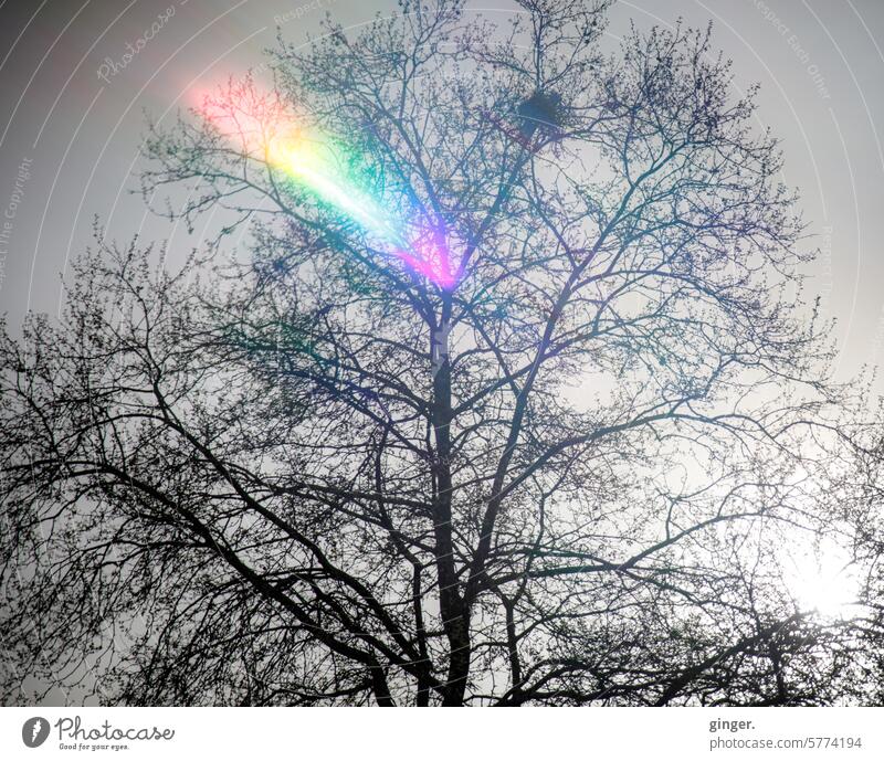 Something like a colorful flash in a treetop - prism photography Tree Treetop variegated lightning bolt Sky Blue Branch Nature Twig Exterior shot Plant