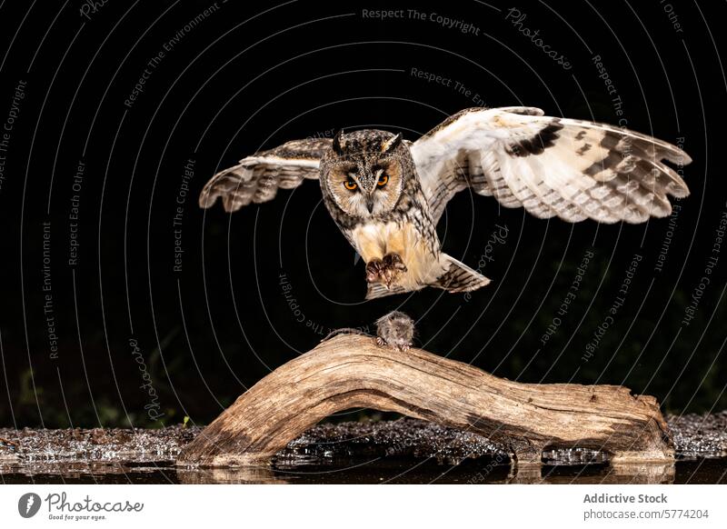 Majestic owl in mid-flight over a wooden branch bird predator wings feathers nocturnal nature wildlife amber eyes dark background wildlife photography descent
