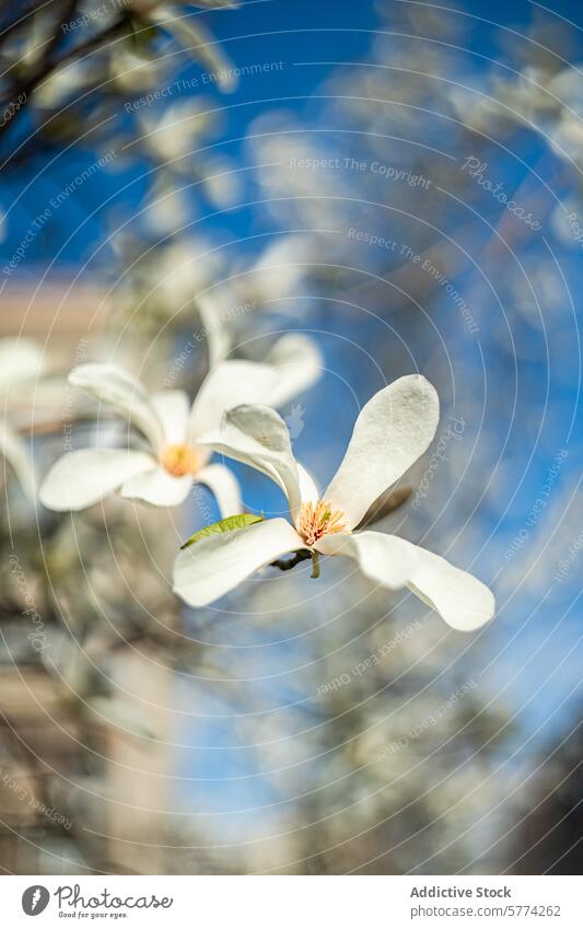 White Anise Magnolia in Full Bloom Against Blue Sky flower magnolia anise bloom tree white nature spring plant blossom close-up floral blue sky petal stamen