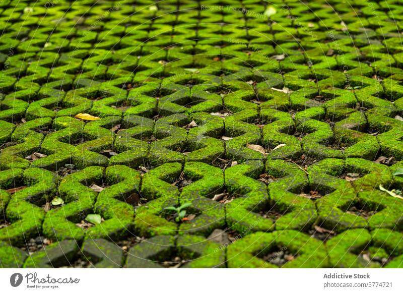 Moss-covered cobblestone path in Bali moss green bali tropical serene natural environment lush pattern texture walkway outdoor flora growth pavement eco vibrant