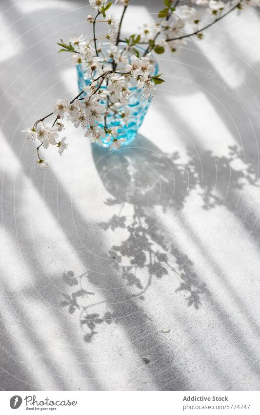 Cherry Blossoms in Blue Vase Casting Shadows cherry blossom blue vase shadow sunlight tranquil white flower textured glass interplay background sunlit scene