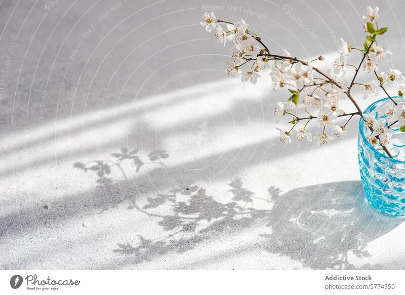 Cherry blossoms in blue glass vase with soft shadows cherry blossom white surface sunlight branch elegant texture gentle cast spring floral nature flower