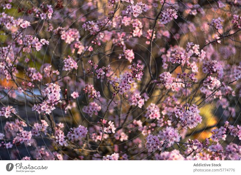 Almond tree in bloom under the soft light almond flower petal pink blurred background nature spring blossom botanical plant flora delicate branch outdoor