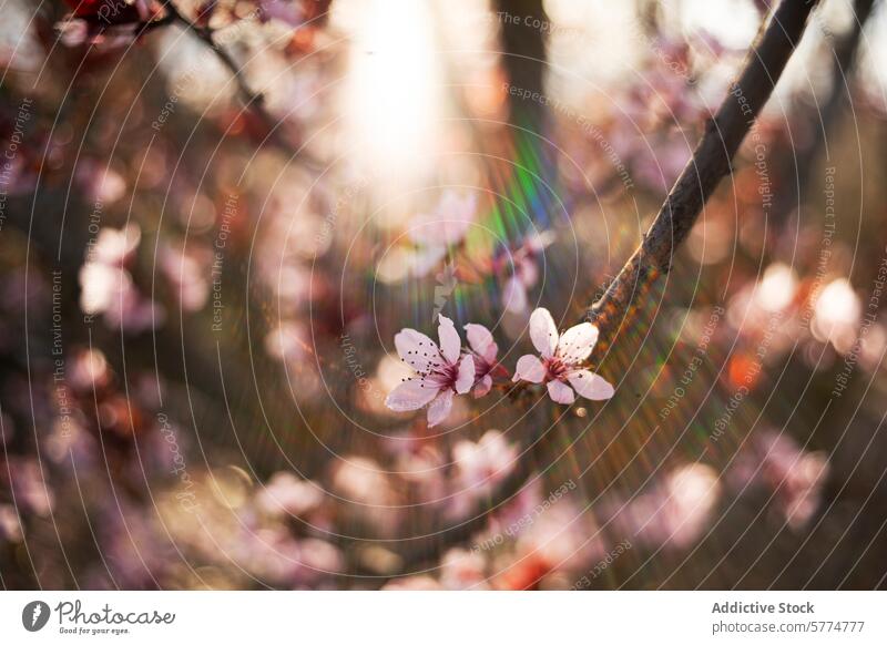 Almond Blossoms in Sunlight with Lens Flare almond blossom sunlight flare soft focus flower petal nature spring bloom bokeh garden botanical branch pink