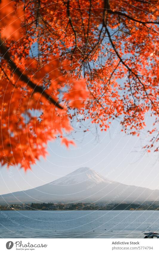 Autumn leaves framing Mount Fuji by the lake autumn mount fuji japan travel scenery nature landscape orange view serene iconic mountain reflection sightseeing