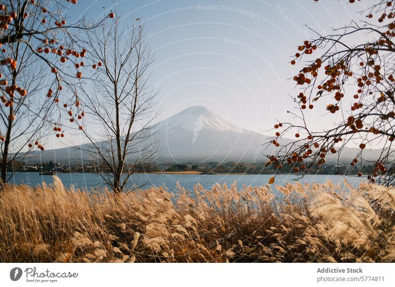 Serene Autumn Scenery with Mount Fuji and Lake mount fuji autumn scenery serene lake japan travel nature landscape blue sky clear golden grass tree branch