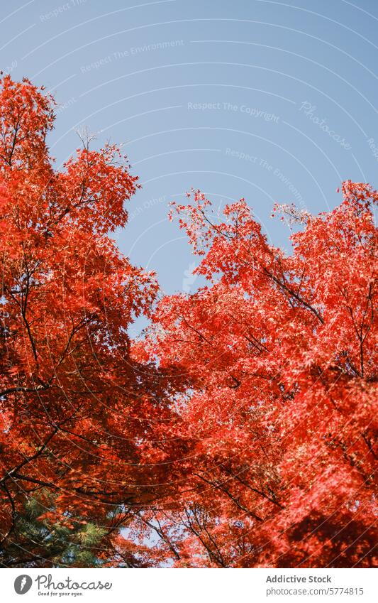 Autumn splendor in Japan with vibrant red maple leaves japan travel autumn leaf tree nature fall foliage blue sky clear season outdoor beauty natural scenic