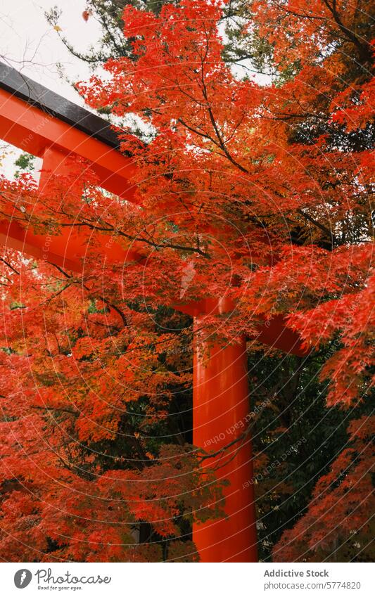 Autumn scenery at a traditional Japanese shrine japan travel autumn leaves red torii gate natural beauty culture tourism foliage maple tree historic tranquility