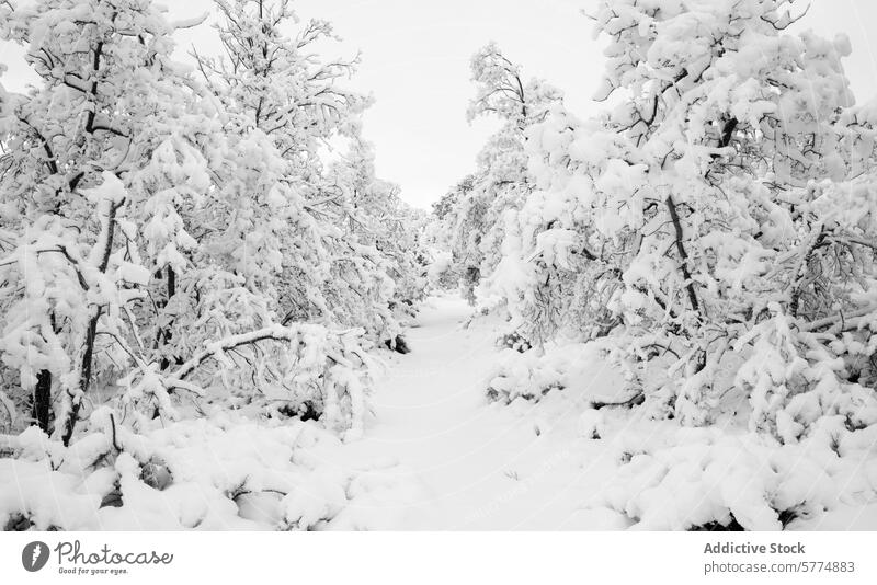 Snow-covered oak forest pathway in winter snow trees monochrome serene blanket white cascade nature cold tranquil wilderness landscape outdoors scenery frost